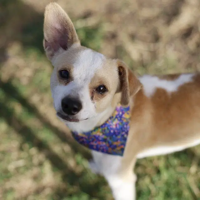 Chester - Chihuahua