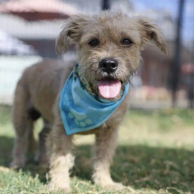 Georgie - Terrier