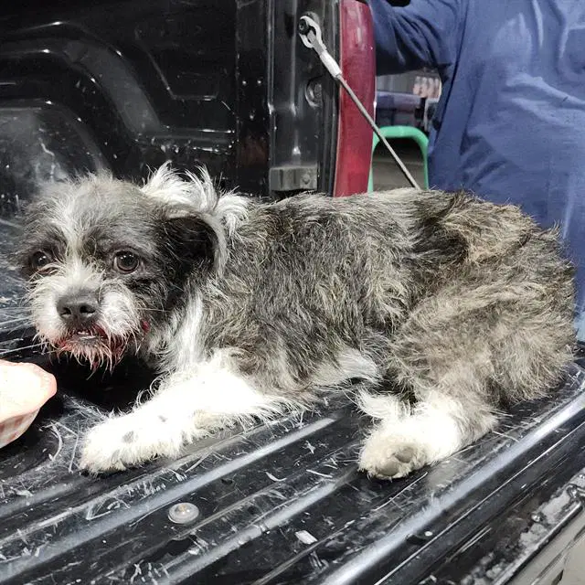 Georgie - Shih Tzu
