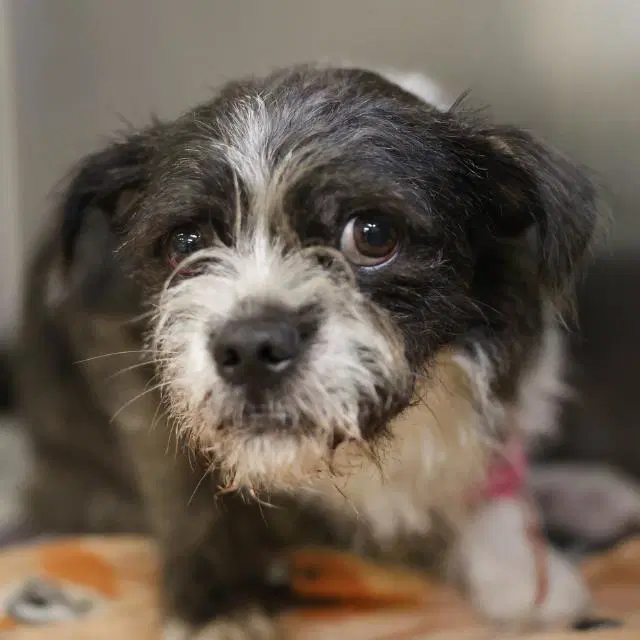 Georgie - Shih Tzu