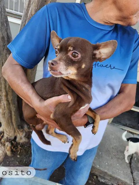 Osito - Chihuahua