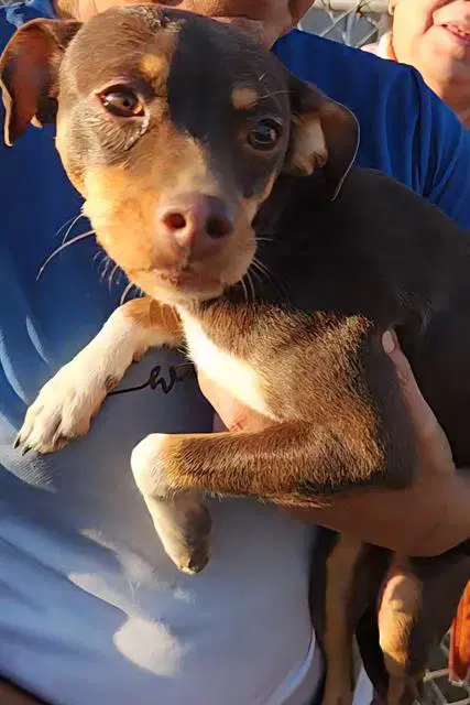 Chiquita - Chihuahua
