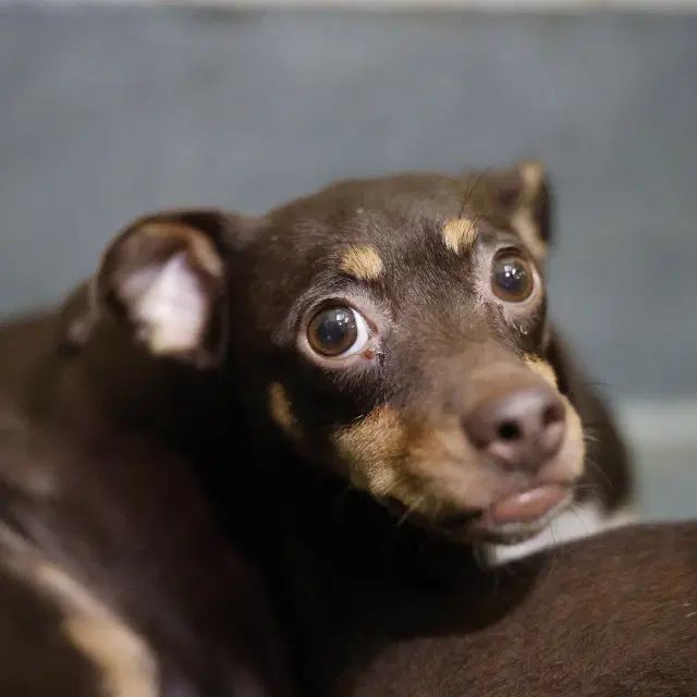 Chiquita - Chihuahua
