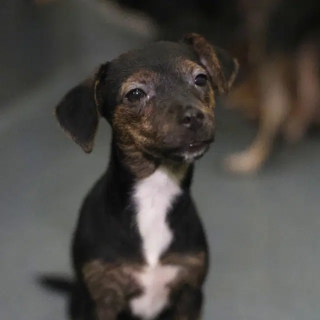 Patches - Chihuahua