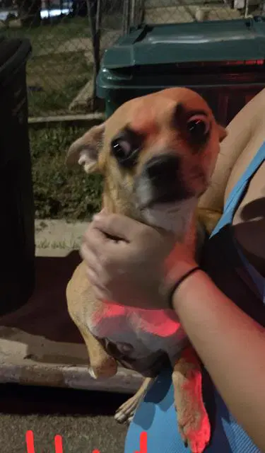 Sally - Chihuahua