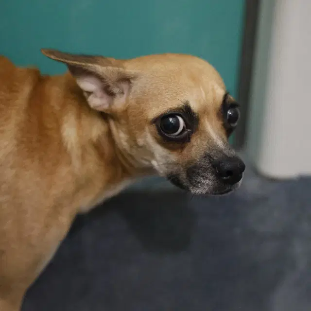 Sally - Chihuahua