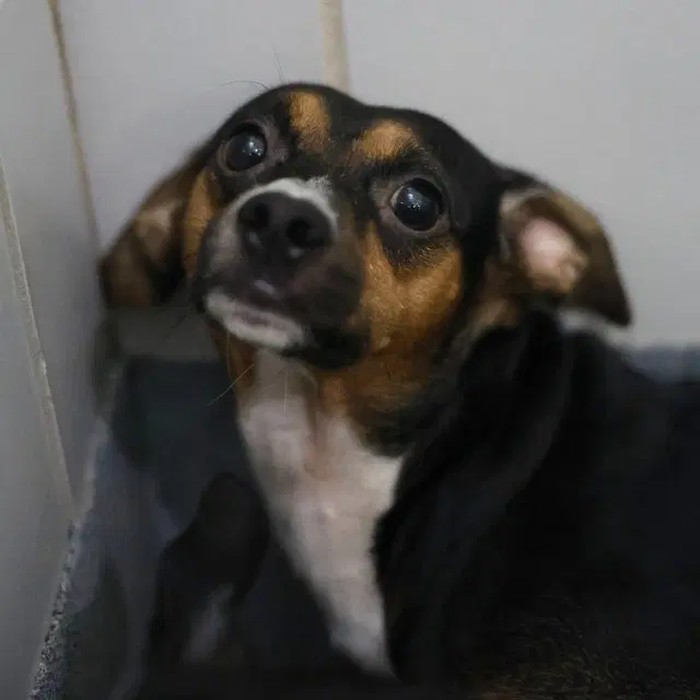 Pitty image 1