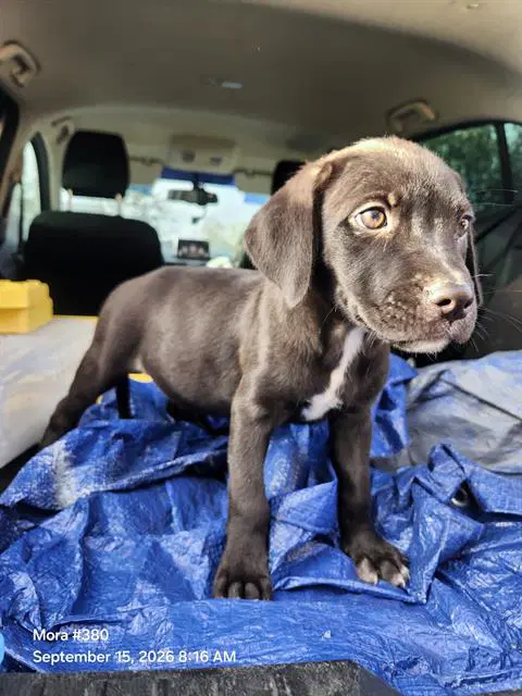 Kiwi - American Staffordshire Terrier