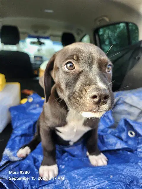 Pinneaple - American Staffordshire Terrier
