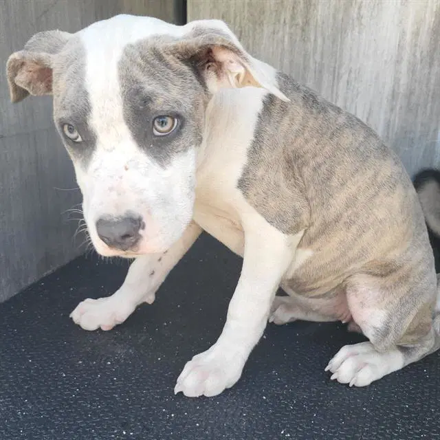 Minnie - American Staffordshire Terrier