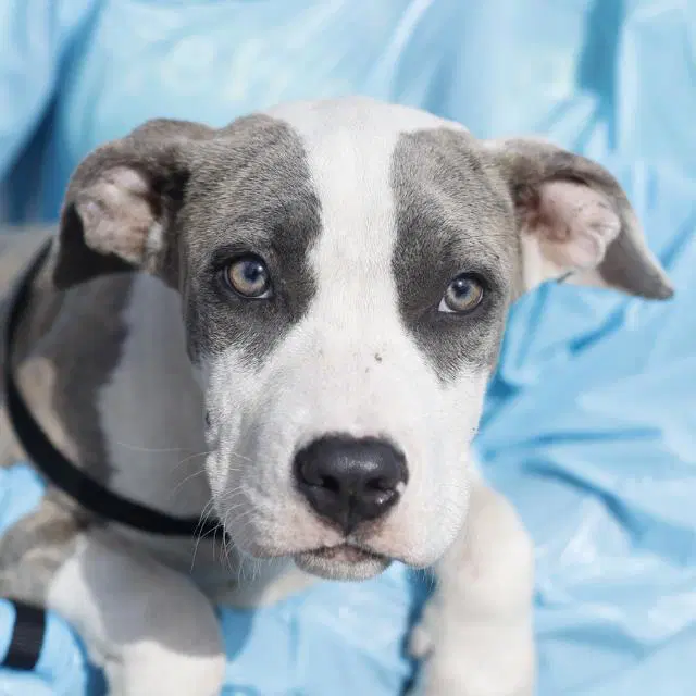 Minnie - American Staffordshire Terrier