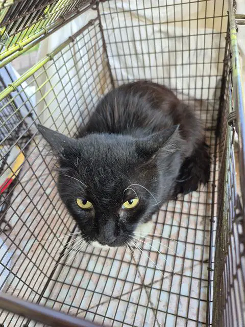 Fern - Domestic Short Hair
