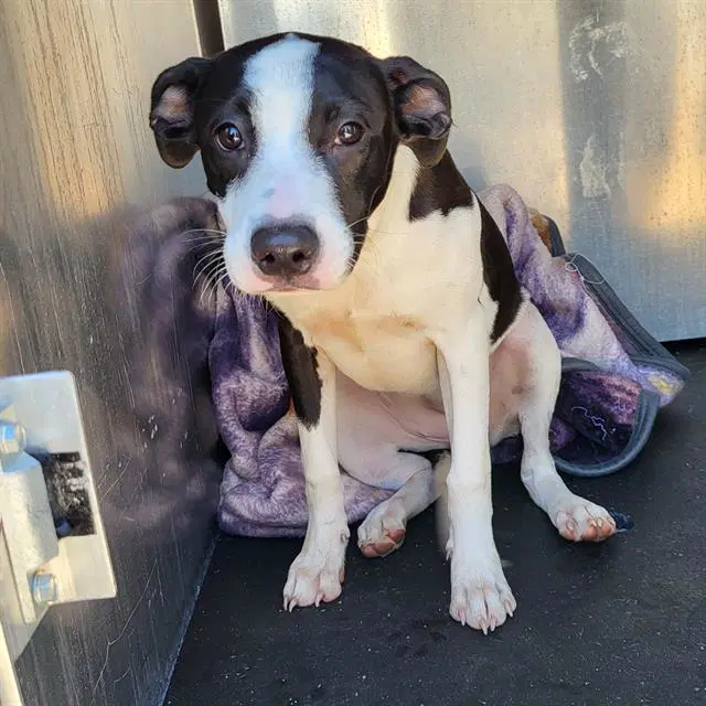 Tony - American Staffordshire Terrier