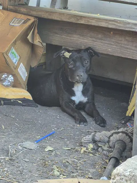 Crystal - American Staffordshire Terrier