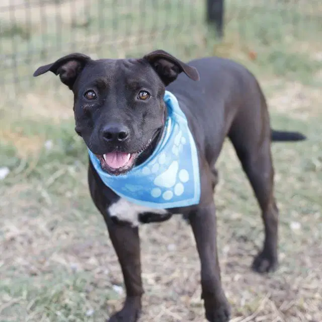 Crystal - American Staffordshire Terrier