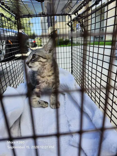 Pretty - Domestic Short Hair