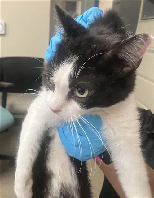 Shy Guy - Domestic Short Hair