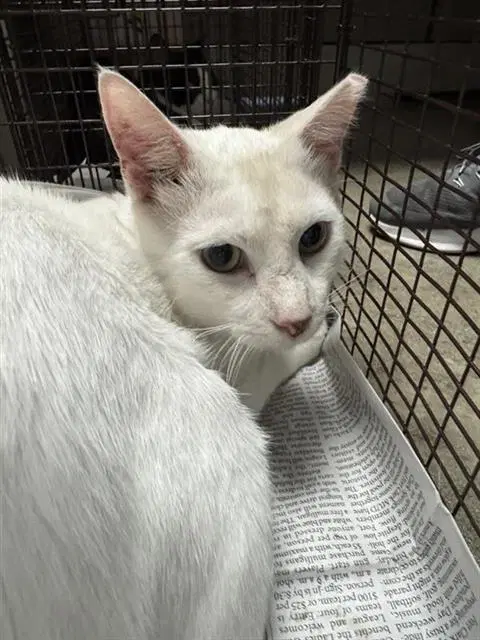 Snow - Domestic Short Hair