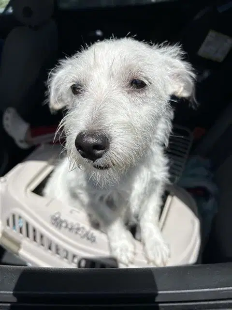Dottie - Terrier