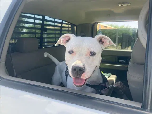 Daisy - American Staffordshire Terrier