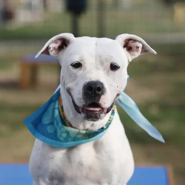 Daisy - American Staffordshire Terrier