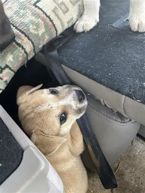 Unknown - Terrier