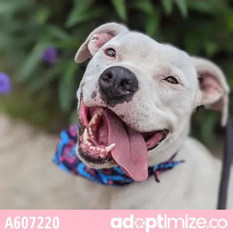 Rita - American Staffordshire Terrier