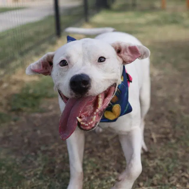 Rita - American Staffordshire Terrier