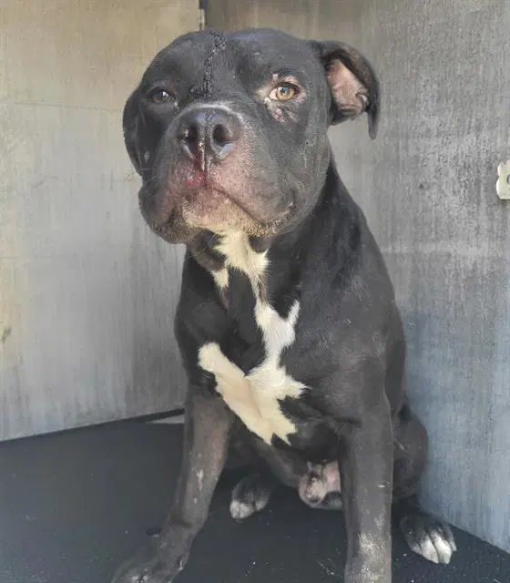 Atlas - American Staffordshire Terrier