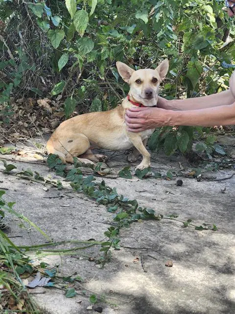 Thor - Chihuahua