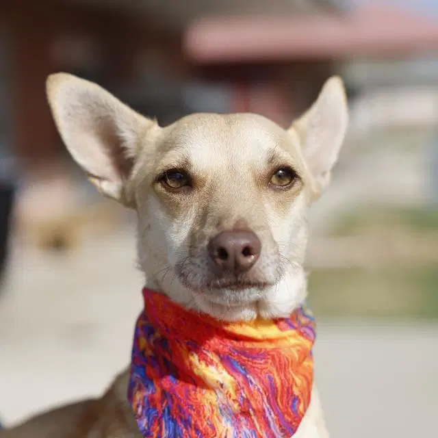 Thor - Chihuahua