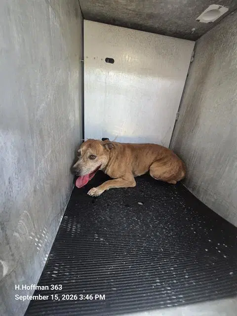 Fredrick - American Staffordshire Terrier
