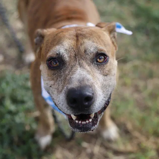 Fredrick - American Staffordshire Terrier