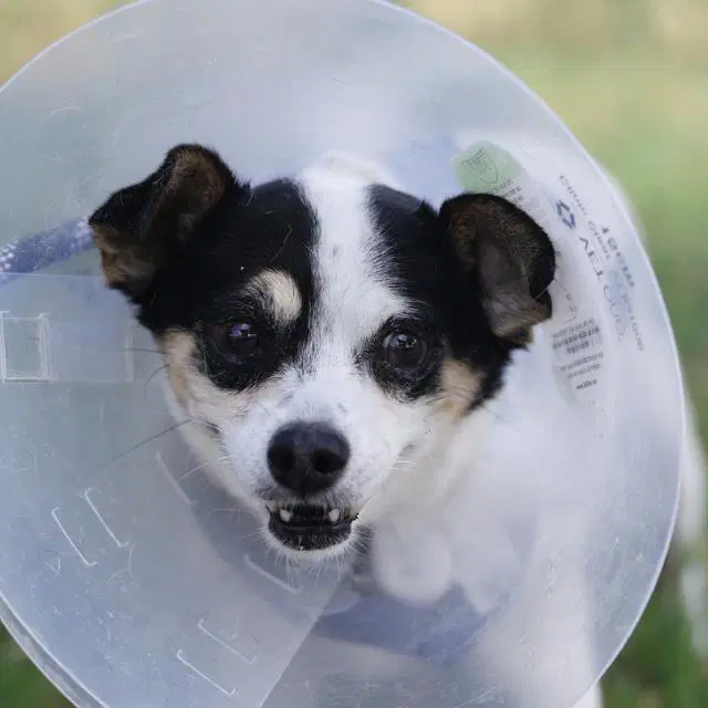 Toni - Chihuahua