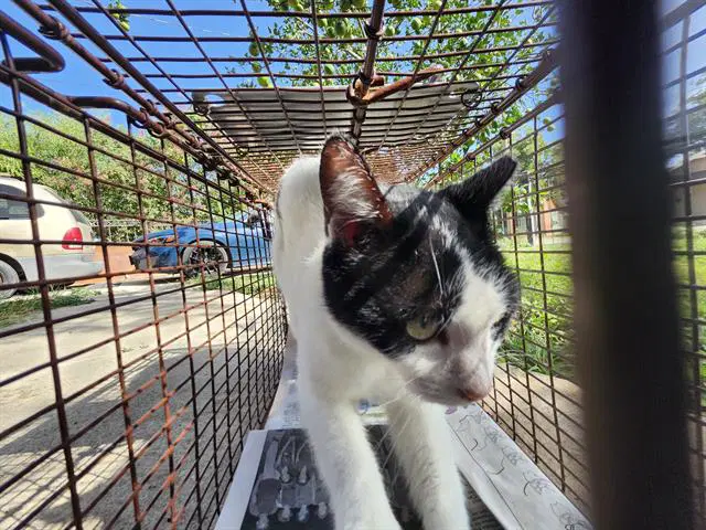 Oreo - Domestic Short Hair