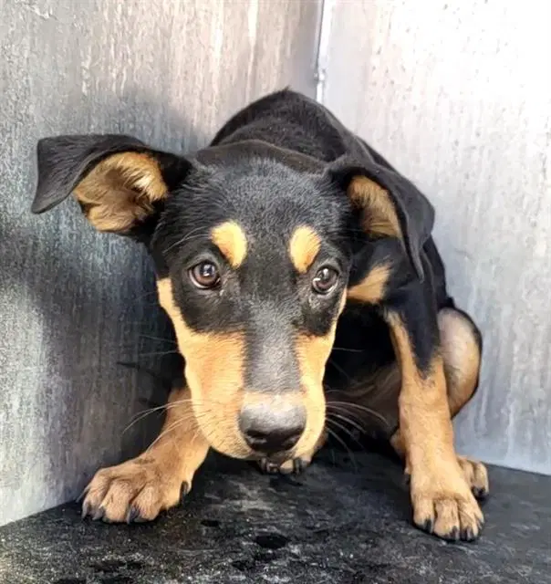 Helga - Doberman Pinscher