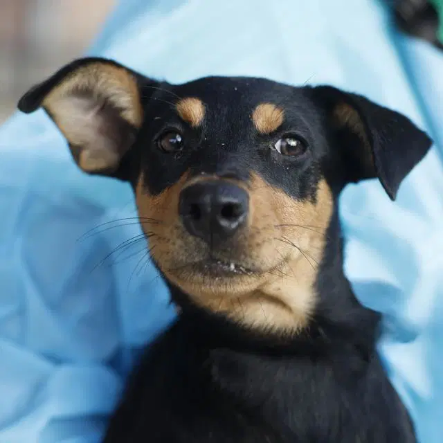 Helga - Doberman Pinscher