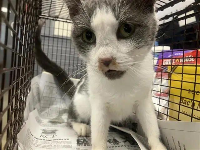 Cameron - Domestic Short Hair