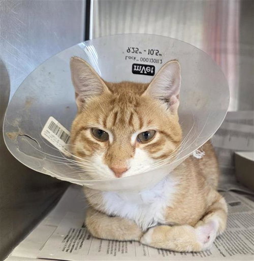KARL, a cat for adoption from San Antonio Animal Care Services