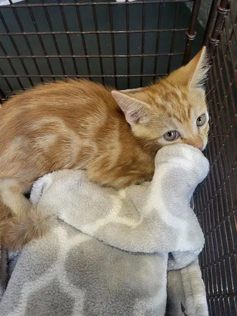 Forest - Domestic Medium Hair