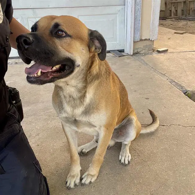 Fezzik - Mastiff
