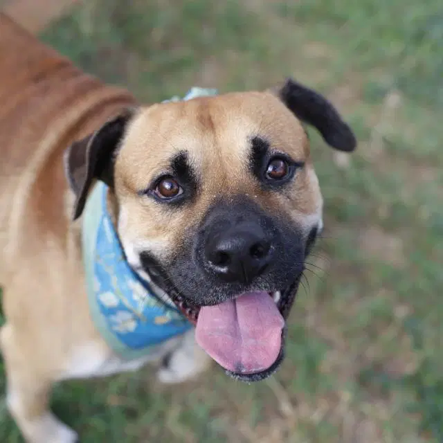 Fezzik - Mastiff