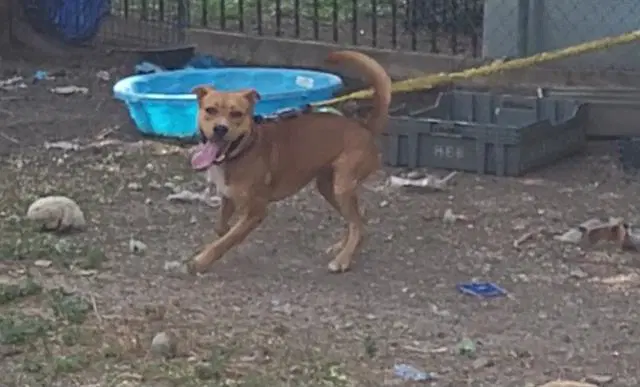 Boy - Labrador Retriever