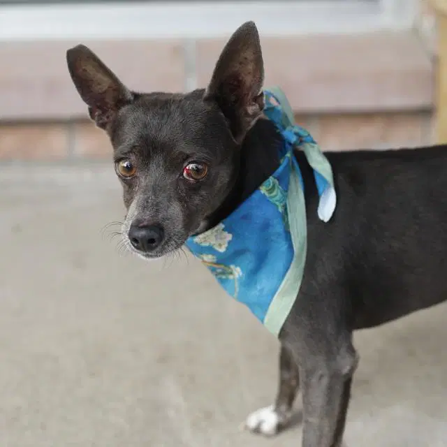 Harley - Rat Terrier