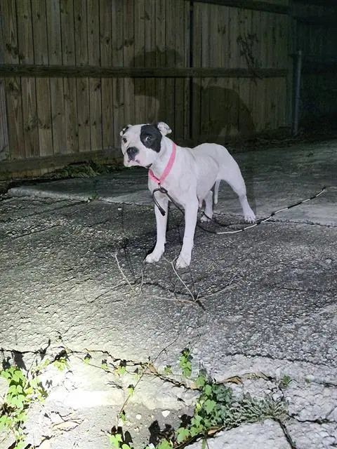 Suzan - Boxer
