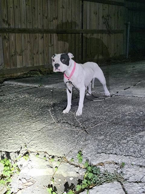 Suzan