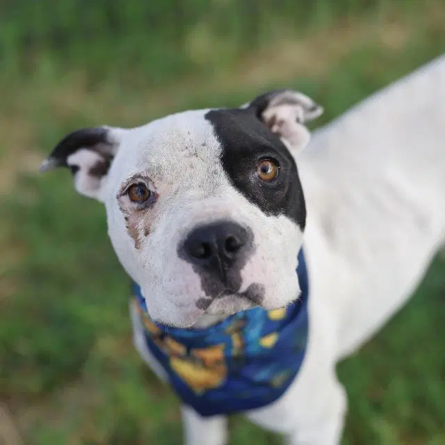 Suzan - Boxer