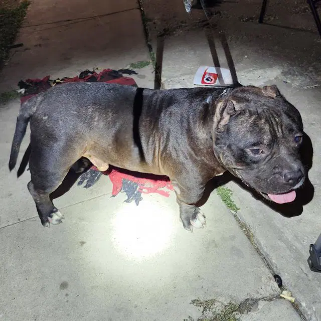 Gibo - American Staffordshire Terrier
