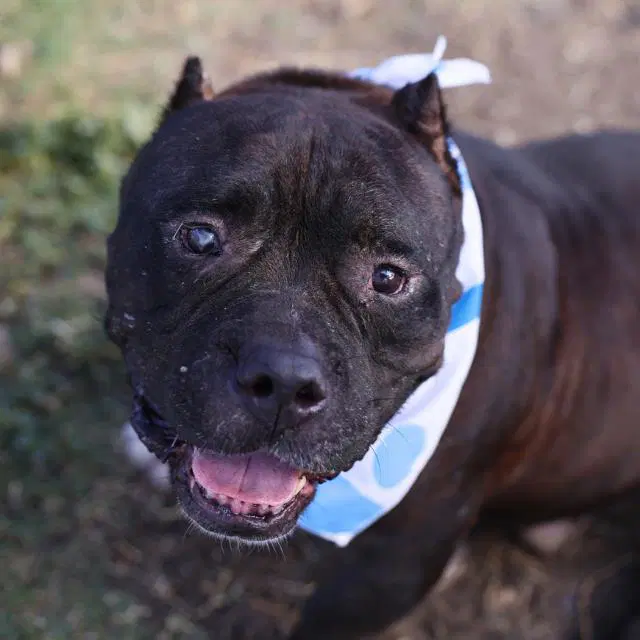Gibo - American Staffordshire Terrier
