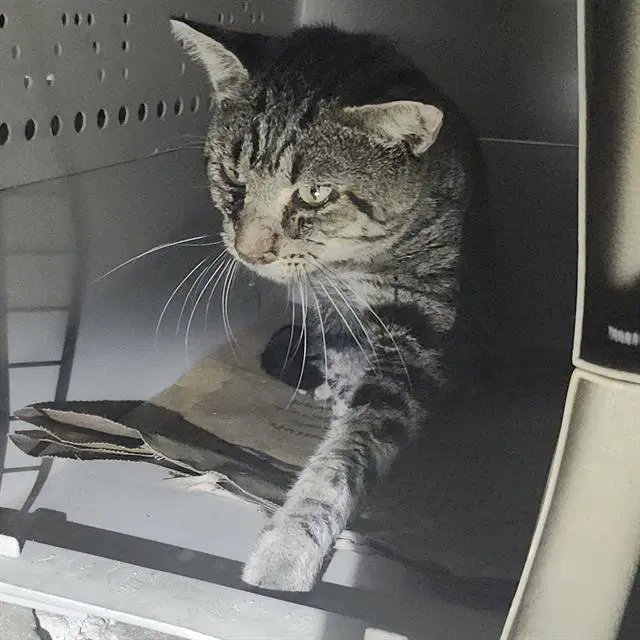 Tommy - Domestic Short Hair